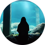 Platte Daken 10 review google aquarium